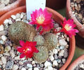 Rebutia hb Dark maiden