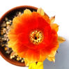 Chamaecereus hybrid MEPHYSTO