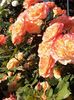 20250609_070835(0)