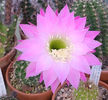 Echinopsis Apollofalter