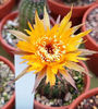 Echinopsis hb Sternschnuppe