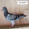 Pui 25-810