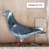 Femela 22-147