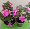 ...cu BriD s Pink Lily
