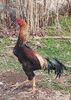 Cocoș Shamo