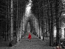 EXploring the Forest Light 2