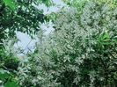 Clematis recta "Purpurea"