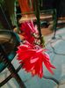 Epiphyllum ackermanni red