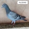 Pui 25-942