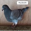 Pui 25-670