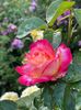 WhatsApp Image 2025-06-13 at 20.35.30_bde7e630