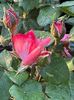 WhatsApp Image 2025-06-13 at 20.37.38_a8b49c61