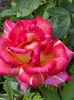 WhatsApp Image 2025-06-13 at 20.37.38_cc63ad8f