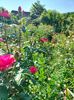 IMG20250616091155