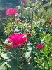 IMG20250616091149