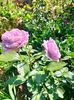IMG20250616091522