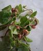 Ciudățenie la plante