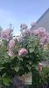IMG202506181