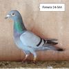 Femela 24-544