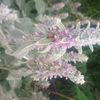 stachys bizantina