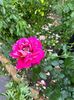 IMG-20250620-WA0124