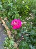 IMG-20250620-WA0126