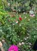 IMG-20250620-WA0127