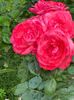 IMG-20250620-WA0128
