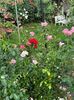 IMG-20250620-WA0129