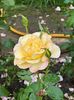 IMG-20250620-WA0130