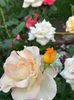 IMG-20250620-WA0131