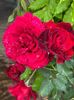 IMG-20250620-WA0134
