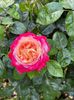 IMG-20250620-WA0135