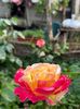 IMG-20250620-WA0136