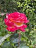 IMG-20250620-WA0137