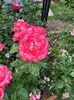 IMG-20250620-WA0142