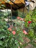 IMG-20250620-WA0144