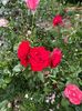 IMG-20250620-WA0145