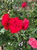 IMG-20250620-WA0146
