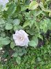 IMG-20250620-WA0151