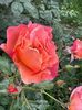 IMG-20250620-WA0153