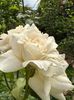 IMG-20250620-WA0154