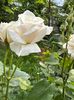 IMG-20250620-WA0156
