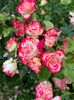 IMG-20250620-WA0158