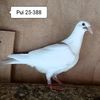 Pui 25-388