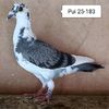 Pui 25-183