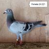 Femela 24-221