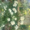 hortensia alba-Incrediball