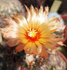 Coryphantha wohlschlageri