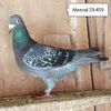 Mascul 23-459
